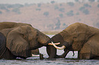 badende Afrikanische Elefanten