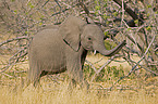 junger afrikanischer Elefant