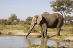 Afrikanischer Elefant