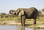 Afrikanischer Elefant