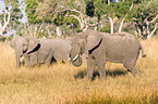 afrikanische Elefanten