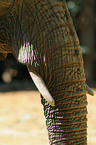 Afrikanischer Elefant R�ssel