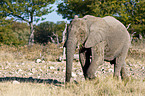 Afrikanischer Elefant