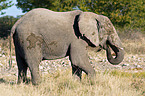 Afrikanischer Elefant