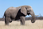 Afrikanischer Elefant