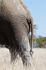 Afrikanischer Elefant