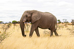 Afrikanischer Elefant