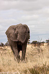 Afrikanischer Elefant