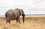 Afrikanischer Elefant