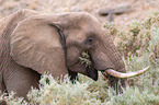 Afrikanischer Elefant
