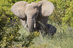 Afrikanischer Elefant