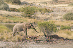 Afrikanischer Elefant