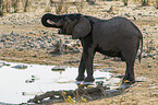 Afrikanischer Elefant