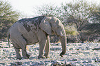 Afrikanischer Elefant