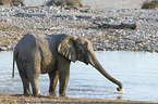 Afrikanischer Elefant