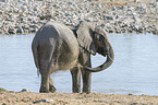 Afrikanischer Elefant
