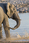 Afrikanischer Elefant