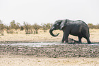 Afrikanischer Elefant