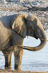 Afrikanischer Elefant