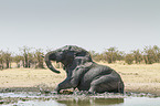Afrikanischer Elefant