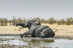 Afrikanischer Elefant