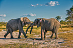 Afrikanische Elefanten