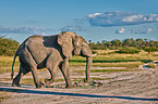 Afrikanischer Elefant