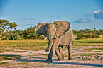Afrikanischer Elefant