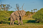 Afrikanischer Elefant