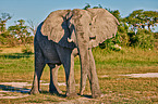 Afrikanischer Elefant