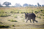 Afrikanischer Elefant