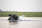 Afrikanischer Elefant