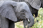 Afrikanischer Elefant Portriat
