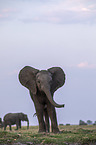 Afrikanische Elefanten