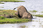 Afrikanischer Elefant