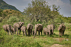 stehende Afrikanische Elefanten