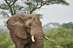 Afrikanischer Elefant Portrait