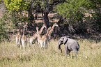 Afrikanischer Elefant und Giraffen