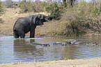 Afrikanischer Elefant und Flusspferde