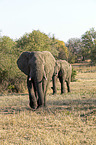 laufende Afrikanische Elefanten