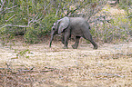 laufender Afrikanischer Elefant
