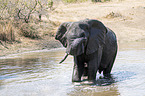 Afrikanischer Elefant im Wasser