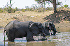 Afrikanische Elefanten im Wasser