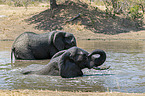 Afrikanische Elefanten im Wasser