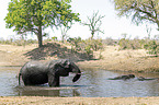 Afrikanischer Elefant und Flusspferde