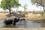 Afrikanischer Elefant und Flusspferde