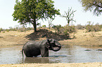 Afrikanischer Elefant im Wasser