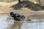 Afrikanische Elefanten im Wasser