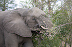 Afrikanischer Elefant Portrait