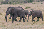 Afrikanischer Elefant